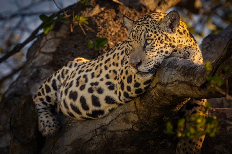 001 Noord Pantanal, jaguar.jpg